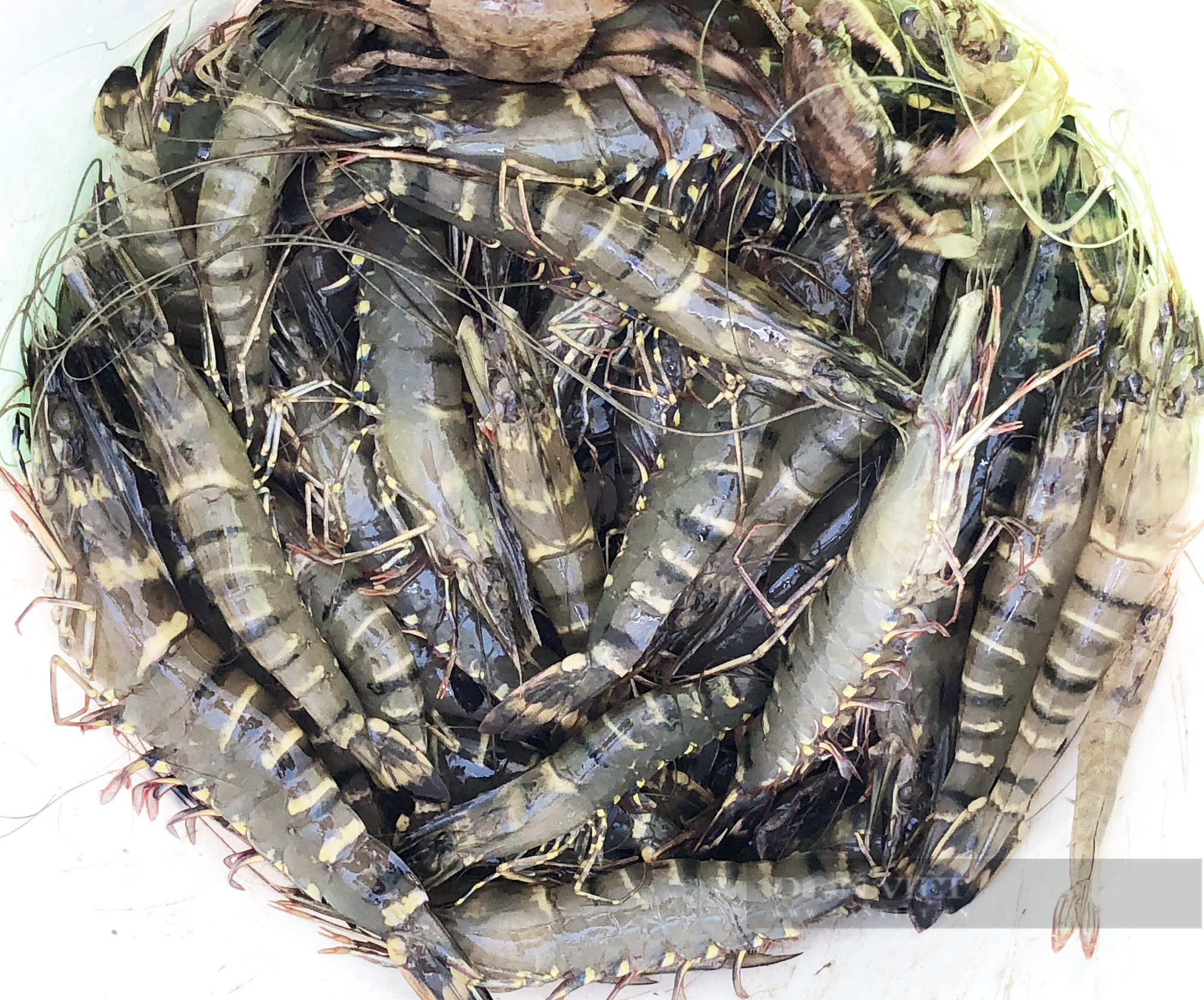 Bỏ học đại học, 9X cùng bạn gái về rừng ngập mặn khởi nghiệp bằng du lịch sinh thái - Ảnh 8. Bỏ học đại học, 9X cùng bạn gái về rừng ngập mặn khởi nghiệp bằng du lịch sinh thái - Ảnh 8.